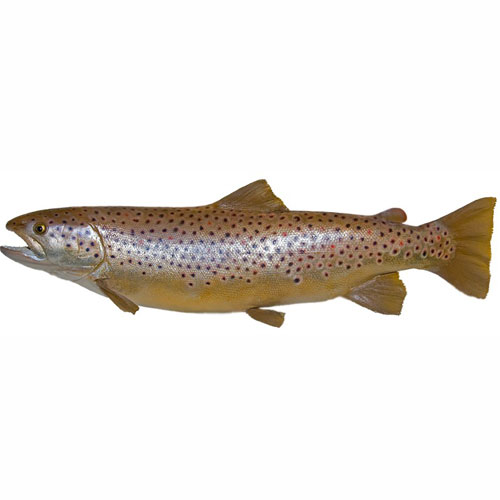 browntrout-08.jpg