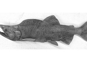 PINK SALMON 23x11.5